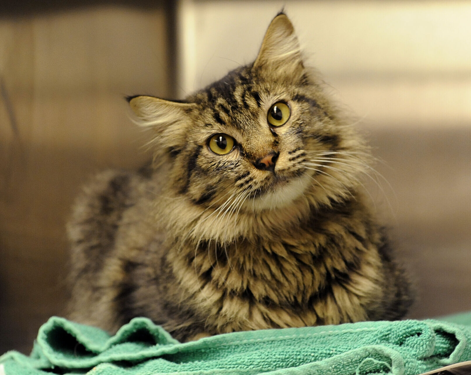 Wandering Cat